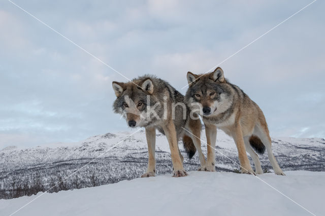 Grey Wolf (Canis lupus)