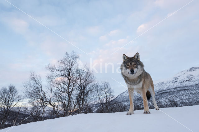 Grey Wolf (Canis lupus)