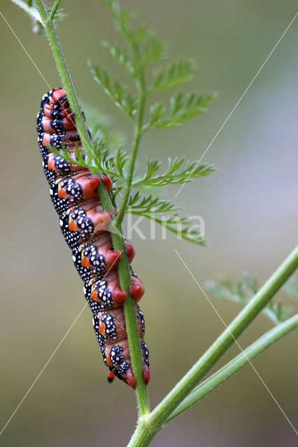 Wolfsmelkpijlstaart (Hyles euphorbiae)