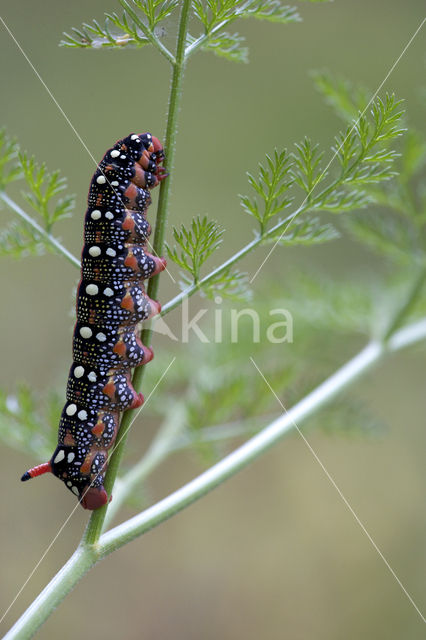 Spurge Hawk-moth (Hyles euphorbiae)