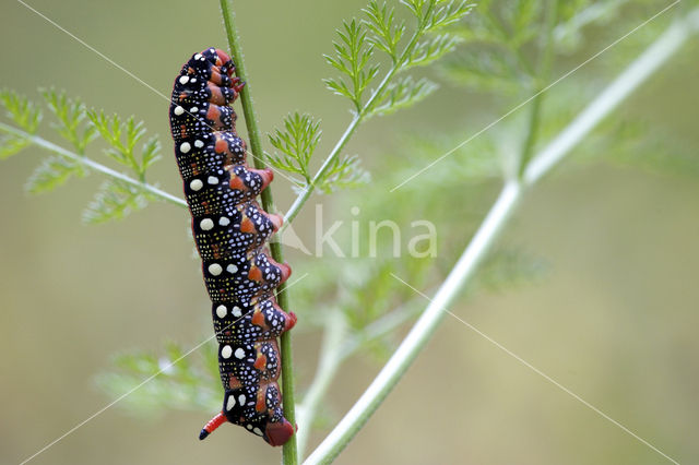 Spurge Hawk-moth (Hyles euphorbiae)