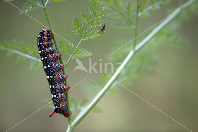 Spurge Hawk-moth (Hyles euphorbiae)