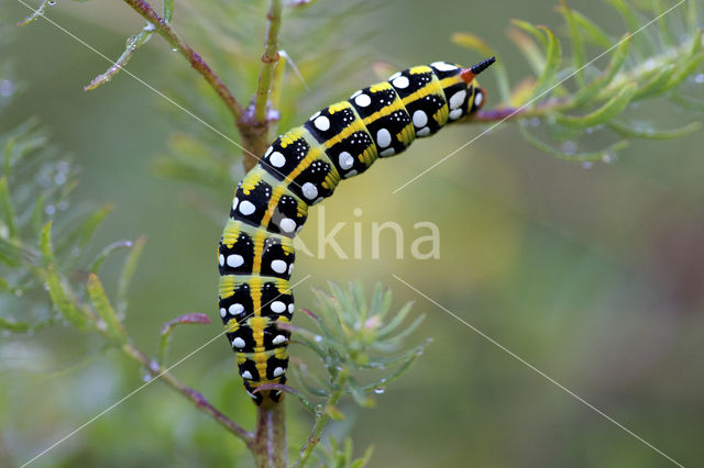 Wolfsmelkpijlstaart (Hyles euphorbiae)