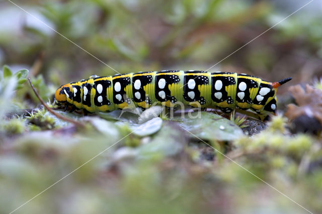 Spurge Hawk-moth (Hyles euphorbiae)