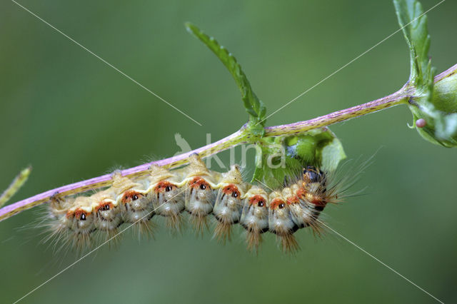 Sweet Gale Moth (Acronicta euphorbiae)