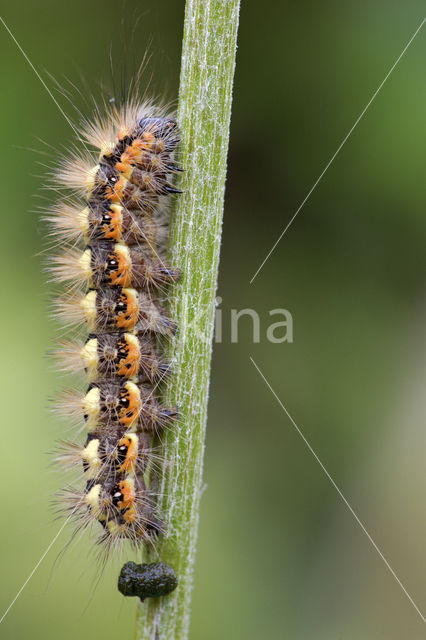 Sweet Gale Moth (Acronicta euphorbiae)