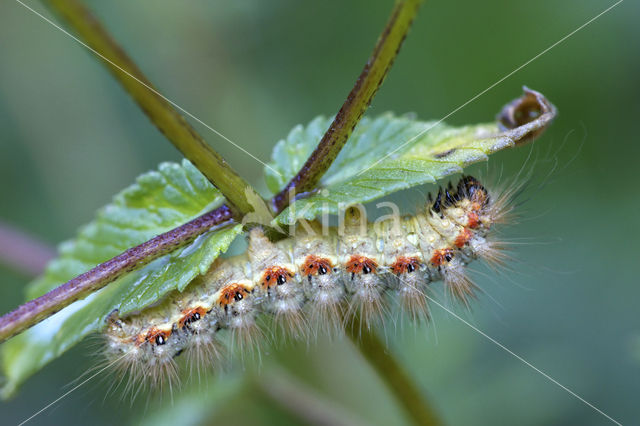 Wolfsmelkuil (Acronicta euphorbiae)