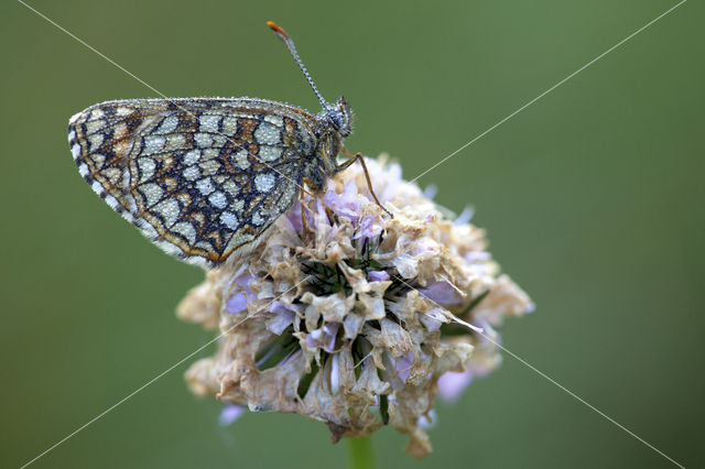 False Heath Fritillary (Melitaea diamina)