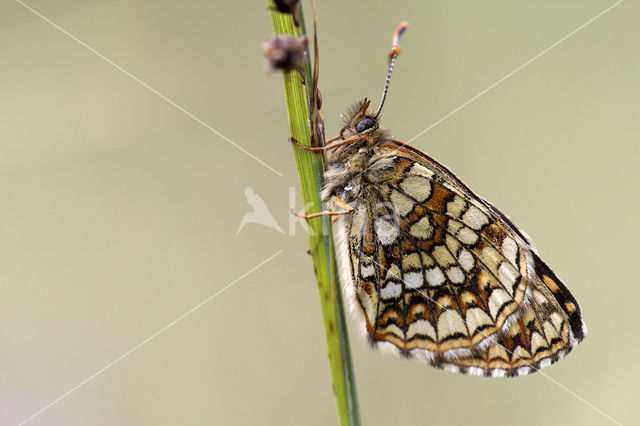 Woudparelmoervlinder (Melitaea diamina)