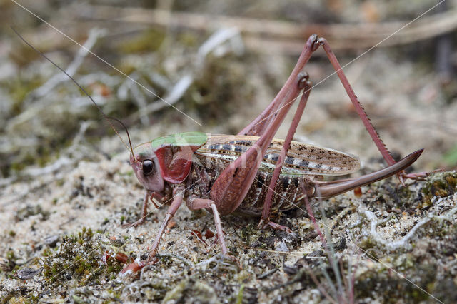 Wrattenbijter (Decticus verrucivorus)