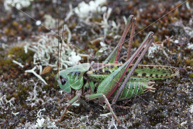 Wrattenbijter (Decticus verrucivorus)