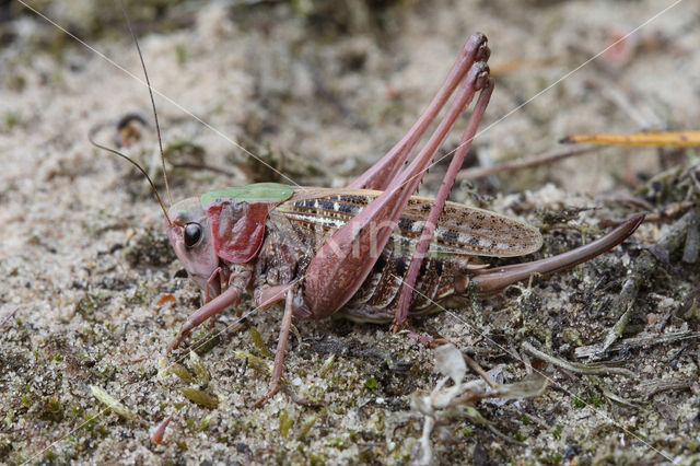 Wrattenbijter (Decticus verrucivorus)