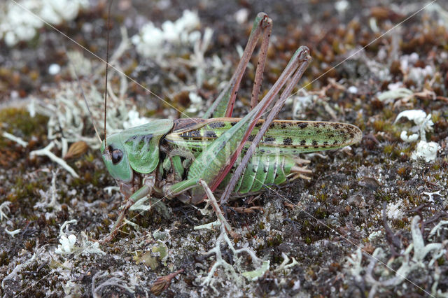 Wrattenbijter (Decticus verrucivorus)