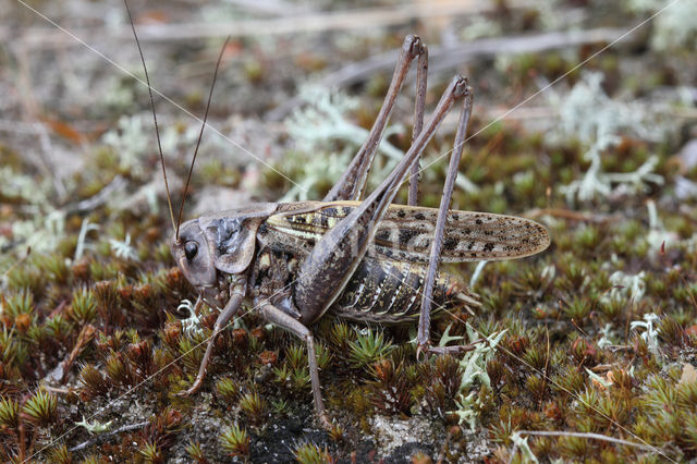 Wrattenbijter (Decticus verrucivorus)