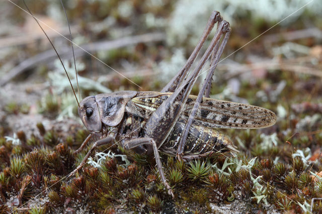 Wrattenbijter (Decticus verrucivorus)