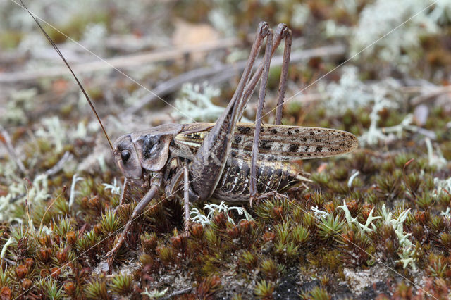 Wrattenbijter (Decticus verrucivorus)