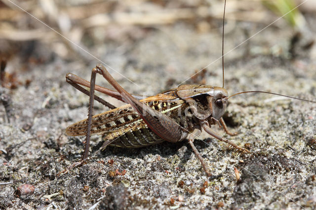 Wrattenbijter (Decticus verrucivorus)