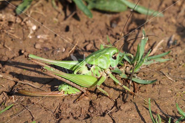 Wrattenbijter (Decticus verrucivorus)