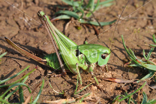 Wrattenbijter (Decticus verrucivorus)