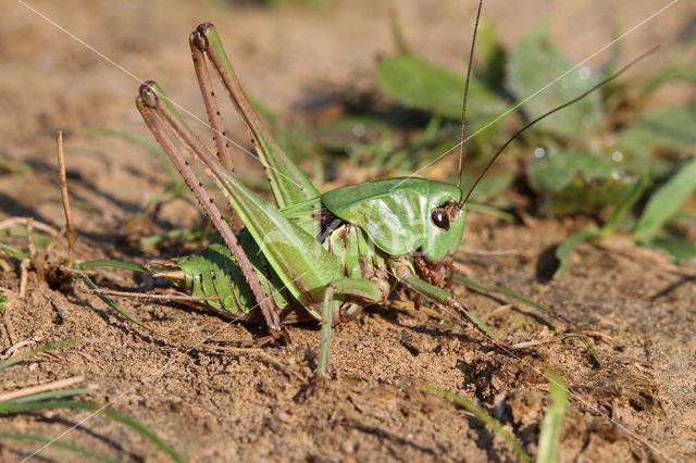 Wrattenbijter (Decticus verrucivorus)