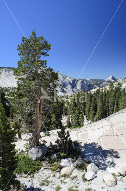 Yosemite National Park