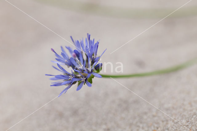 Sheep's-bit (Jasione montana)