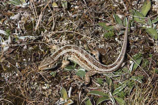 Zandhagedis (Lacerta agilis)