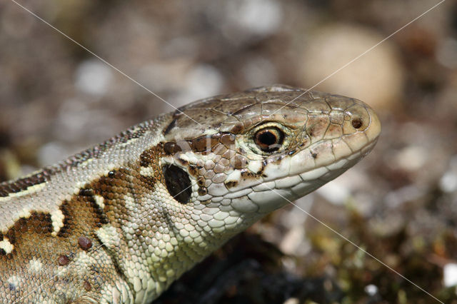 Sand Lizard (Lacerta agilis)