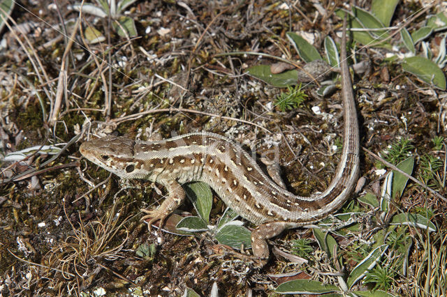 Zandhagedis (Lacerta agilis)