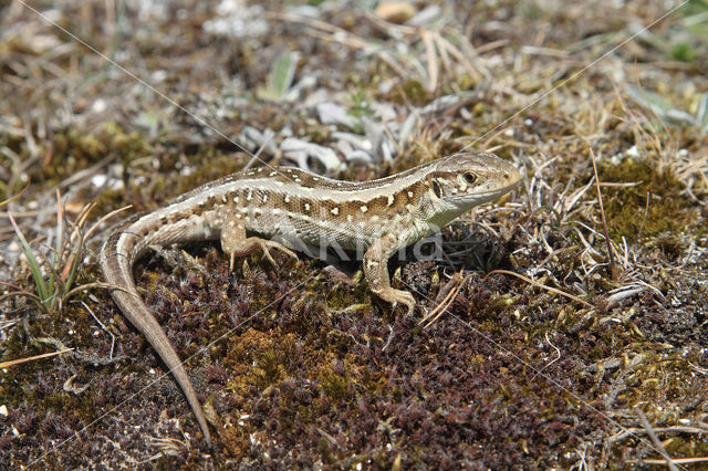 Zandhagedis (Lacerta agilis)