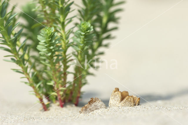 Zandtulpje (Peziza ammophila)