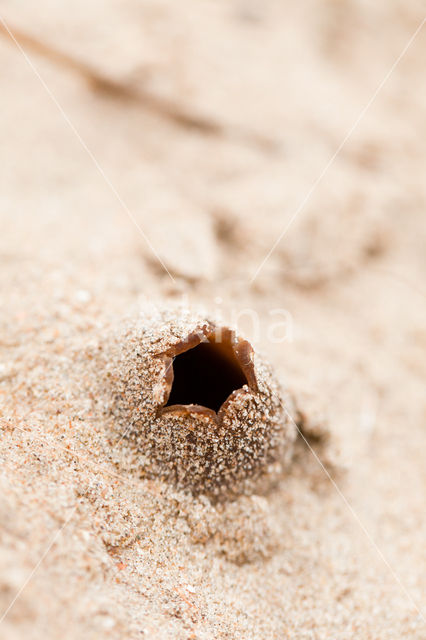 Zandtulpje (Peziza ammophila)