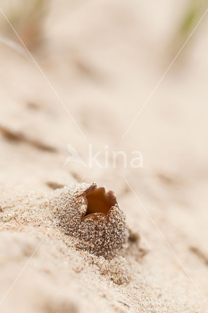 Zandtulpje (Peziza ammophila)