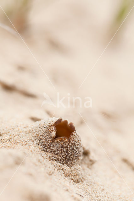 Peziza ammophila