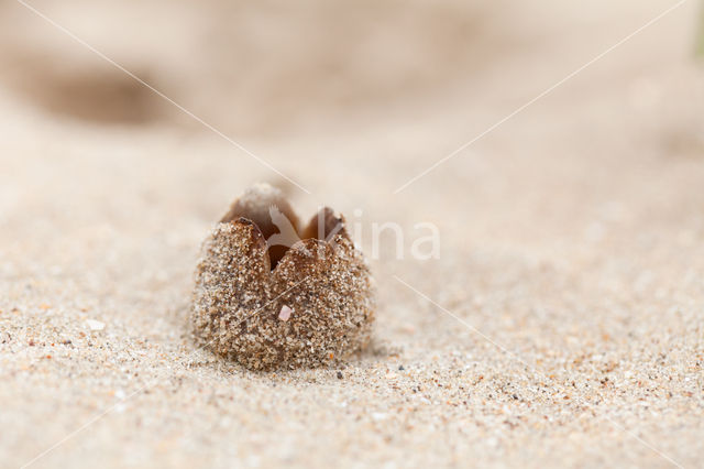 Zandtulpje (Peziza ammophila)