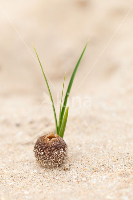 Zandtulpje (Peziza ammophila)