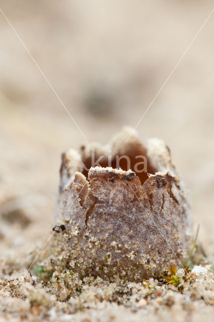 Zandtulpje (Peziza ammophila)