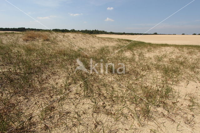 Sand Sedge (Carex arenaria)