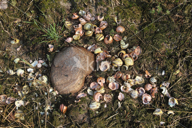 Zanglijster (Turdus philomelos)