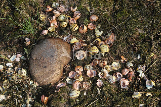 Song Thrush (Turdus philomelos)