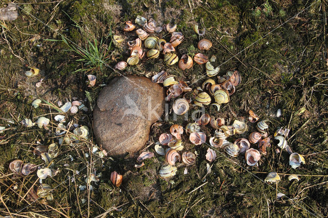 Zanglijster (Turdus philomelos)