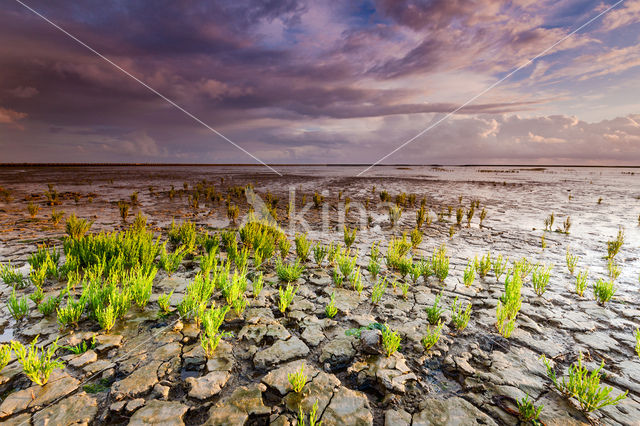 Zeekraal (Salicornia spec)