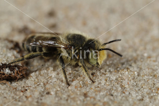 Zilveren fluitje (Megachile leachella)