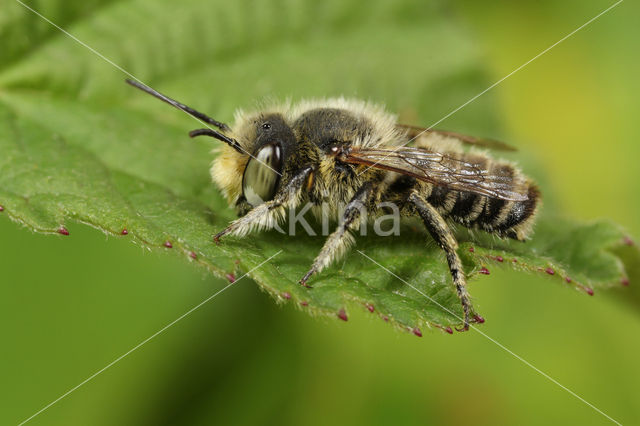 Zilveren fluitje (Megachile leachella)