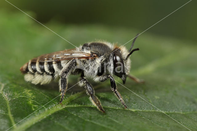 Zilveren fluitje (Megachile leachella)