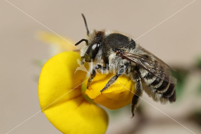 Megachile leachella