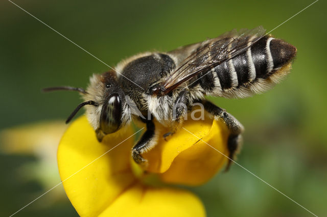 Megachile leachella