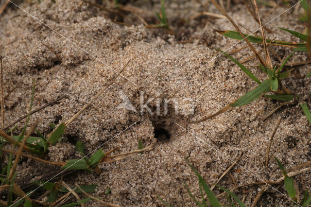 Zilveren zandbij (Andrena argentata)