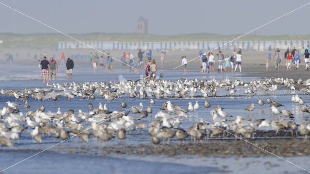 Zilvermeeuw (Larus argentatus)