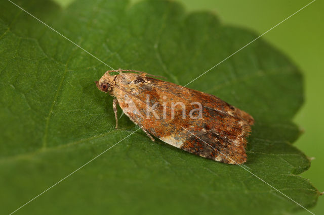 Red-barred Tortrix (Ditula angustiorana)